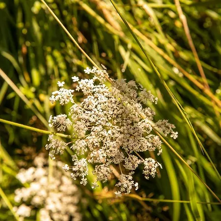 Deux Bergeries Individuelles Renovees 4x4 Et Chaines Recommandes Par Temps De Neige, A 2km Des Remontees Mecaniques Ferienhaus Loudenvielle